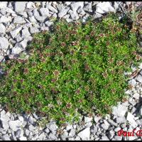 216 germandree des montagnes teucrium montanum lamiacée