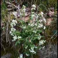 217 arabette des alpes arabis alpina brassicacée