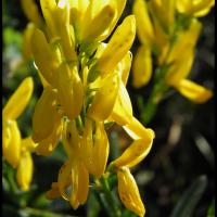 218 genet des teinturiers genista tinctoria fabacée