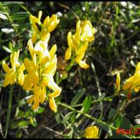 218 genet des teinturiers genista tinctoria fabacée