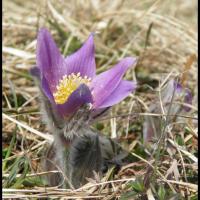 222 coquelourde pulsatilla vulgaris ranunculacée