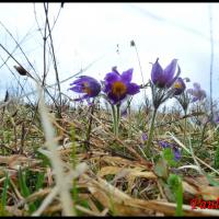 222 coquelourde pulsatilla vulgaris ranunculacée