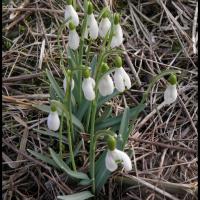 223 perce neige galanthus nivalis amaryllidacée