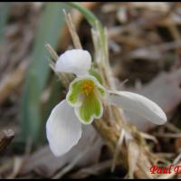 223 perce neige galanthus nivalis amaryllidacée