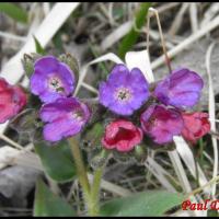 224 pulmonaire des montagnes pulmonaria montana boraginacée