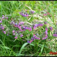 224 pulmonaire des montagnes pulmonaria montana boraginacée