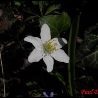 225 anemone des bois anemone nemorosa ranunculacée