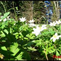 225 anemone des bois anemone nemorosa ranunculacée