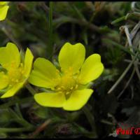 227 potentille du printemps potentilla neumanniana rosacée