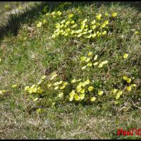 227 potentille du printemps potentilla neumanniana rosacée