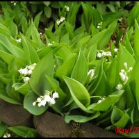 229 muguet convallaria majalis convalarialacée