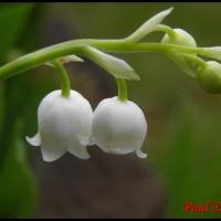 229 muguet convallaria majalis convalarialacée