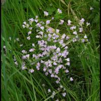 230 cardamine des pres cardamine pratensis brassicacée