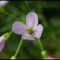 230 cardamine des pres cardamine pratensis brassicacée