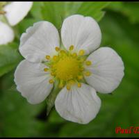 231 fraisier des bois fragaria vesca rosacée