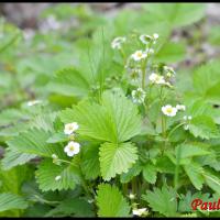 231 fraisier des bois fragaria vesca rosacée