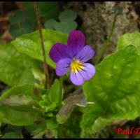 232 pensee tricolore viola tricolor violacée