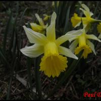 233 jonquille narcissus pseudonarcissus amaryllidacée