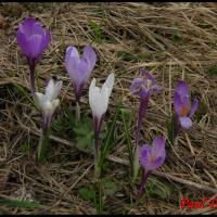 234 crocus du printemps crocus verna iridacée