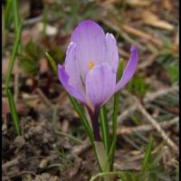 234 crocus du printemps crocus verna iridacée