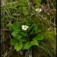238 aster paquerette aster bellidiastrum asteracée