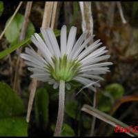 238 aster paquerette aster bellidiastrum asteracée