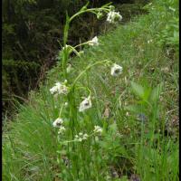 239 arabette herissee poilue arabis hirsuta brassicacée