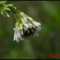 239 arabette herissee poilue arabis hirsuta brassicacée