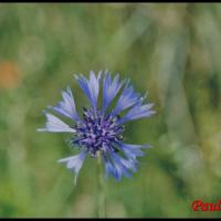 24 bleuet centaurea cyanus asteracee