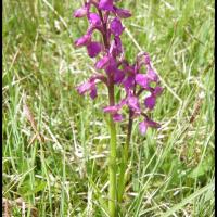 240 orchis bouffon anacamptis morio orchidacée