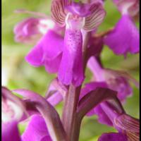 240 orchis bouffon anacamptis morio orchidacée