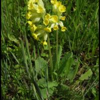 241 coucou primula veris primulacée