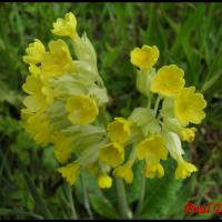 241 coucou primula veris primulacée