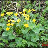 242 populage des marais caltha palustris ranunculacée