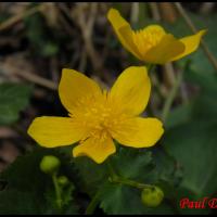 242 populage des marais caltha palustris ranunculacée