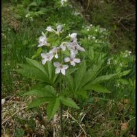 243 dentaire a 7 folioles cardamine heptaphylla brassicacée