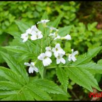 243 dentaire a 7 folioles cardamine heptaphylla brassicacée