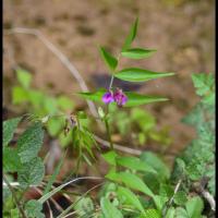 244 gesse printaniere lathyrus vernus fabacée