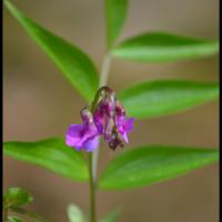 244 gesse printaniere lathyrus vernus fabacée