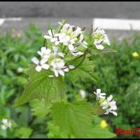 245 alliaire officinale alliaria petiolata brassicacée