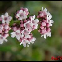 246 valariane dioique valeriana dioica valarianacée