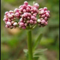 246 valariane dioique valeriana dioica valarianacée