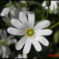 247 ceraiste des champs cerastium arvense caryophylacée