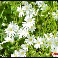 247 ceraiste des champs cerastium arvense caryophylacée