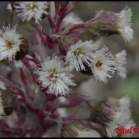 248 chapeau du diable petasites hybridus asteracée