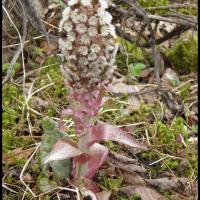 248 chapeau du diable petasites hybridus asteracée