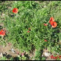 25 coquelicot papaver rhoeas papaveracee