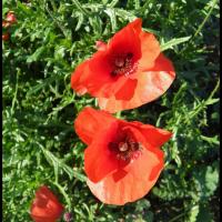 25 coquelicot papaver rhoeas papaveracee