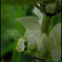 250 ortie blanche lamium album lamiacée