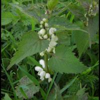 250 ortie blanche lamium album lamiacée